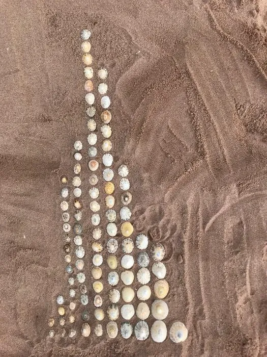 Limpets only, size-sorted