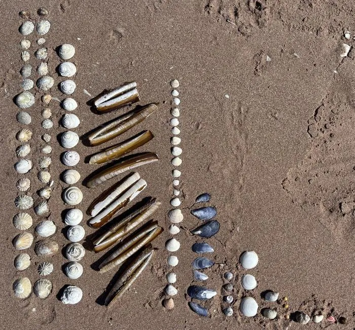 Mixed shell "histogram" on red sand