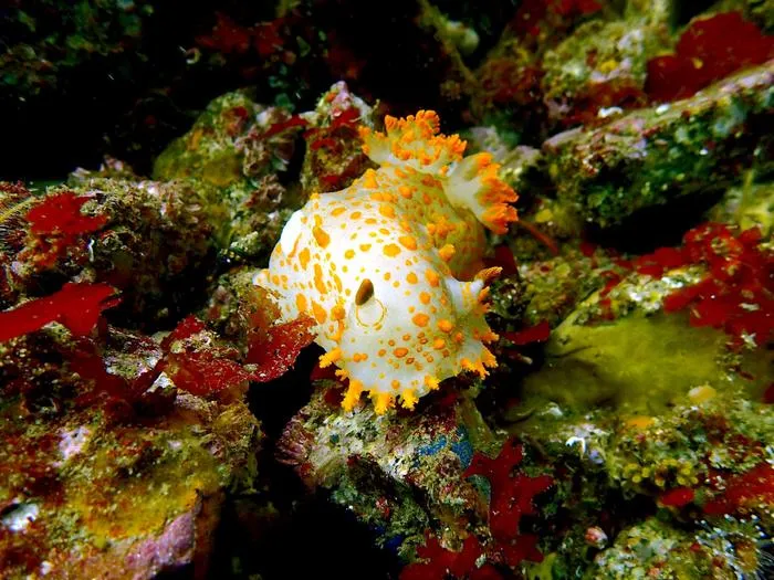 Nudibranch on rocky reef
