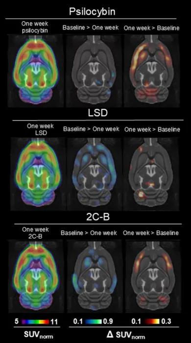 Long term effects
