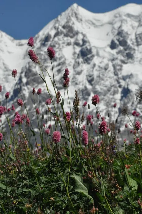 Fig. 2: Polygonum carneum () in front of the main ridge of the Greater Caucasus near Ushguli in Georgia at an altitude of approximately 2700 m.