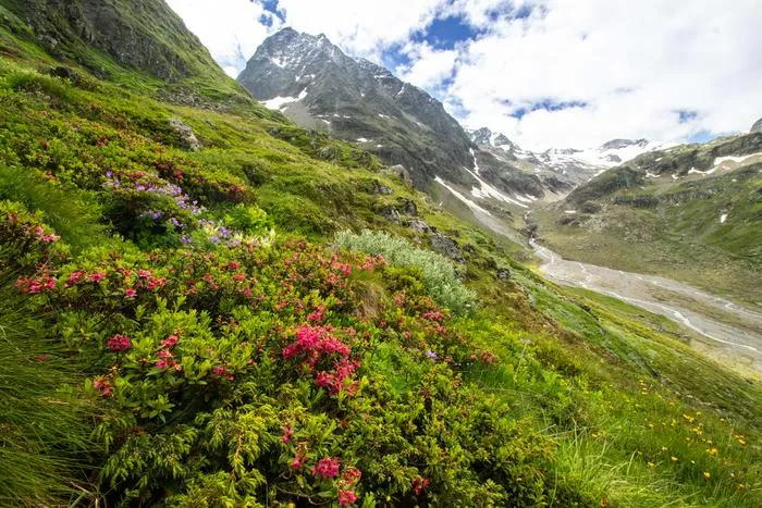 Fig. 3: Rhododendron ferrugineum (rusty-leaved alpenrose) on the western slopes of Mount Schrankogel in Tyrol (Austria) in front of Bockkogel.
