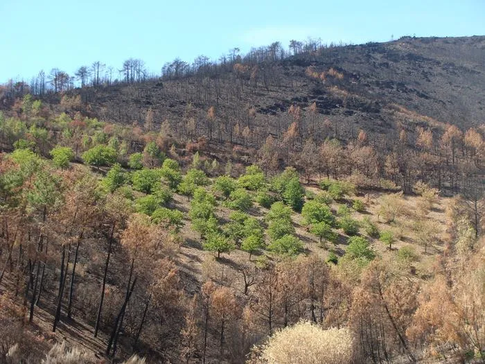 Wildfire prevention through the revival of diverse land uses in northern Extremadura (Spain)