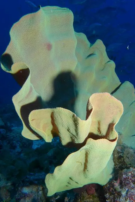 Figure 1: The bright yellow elephant ear sponge, called Ianthella basta, can be found across coral reefs in the Indo-Pacific Ocean including the Great Barrier Reef off the coast of Australia.