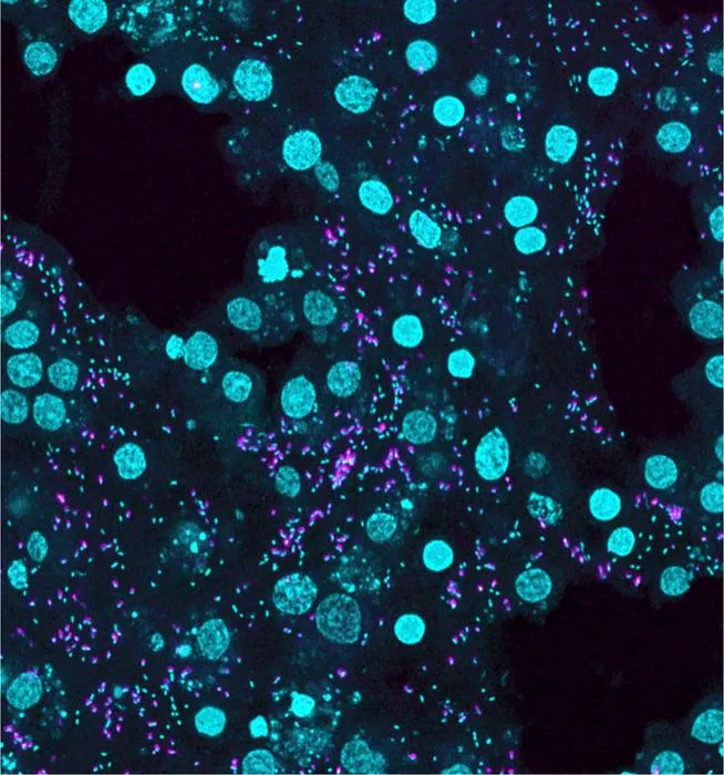 Figure 3: Zooming in on the microbial life inside a sponge.