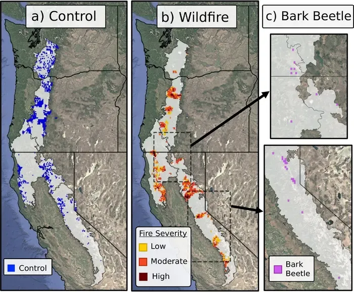 Categorizing pixels of forests from satellite observations