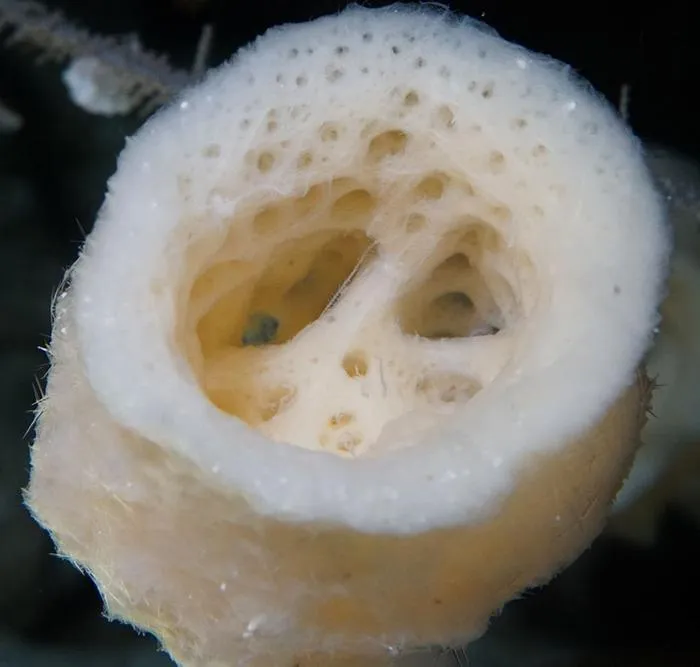 One of the many types of sponges that have been found to act as hosts to branching worms.