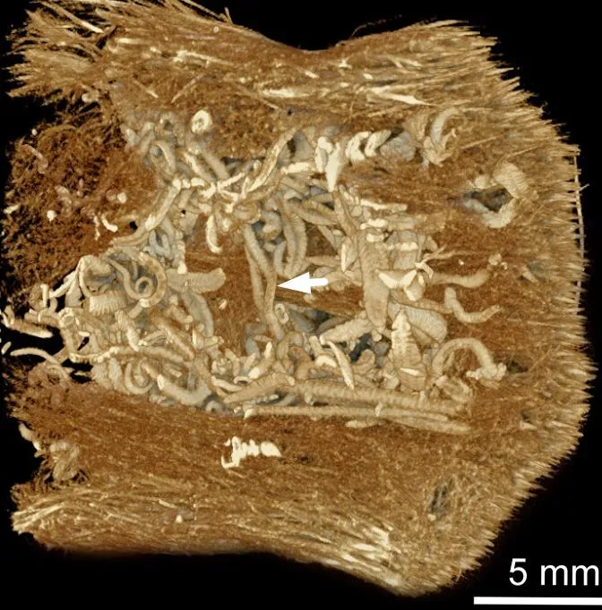 Cutting-edge 3D X-ray imaging techniques allowed researchers to create cross-sectional images of the sponge Crateromorpha