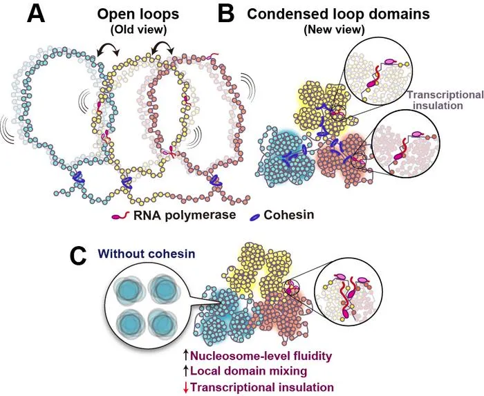 The revised view of active genome regions (euchromatin).