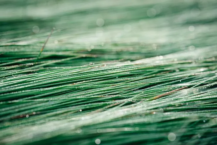 A close-up photo of fresh Igusa