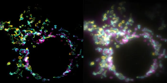 Mitochondrial outer membrane imaged with SPIFFI (left) versus widefield microscopy (right).