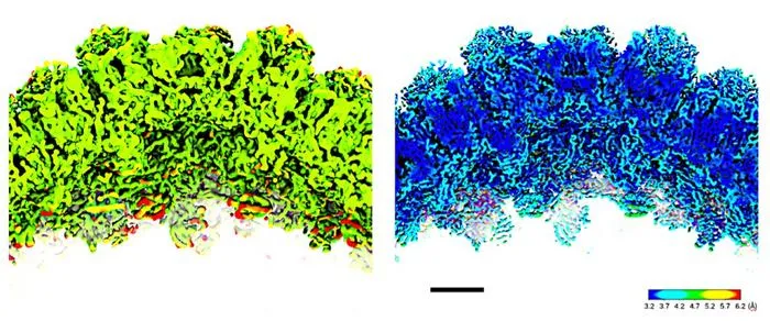 Figure 2: Views of Melbournevirus capsid before (left) and after (right) PASR processing