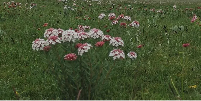 Stellera plants