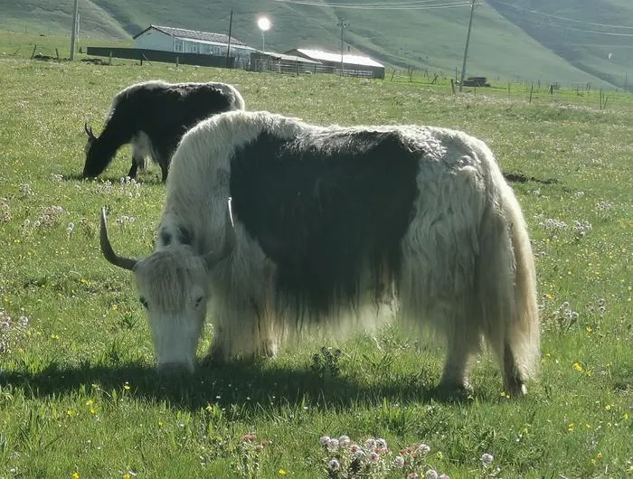 Grazing yaks