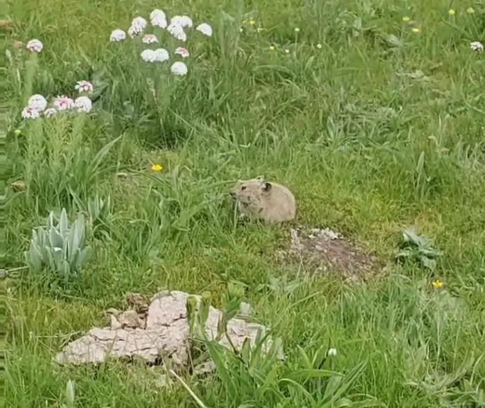 A pika with Stellera