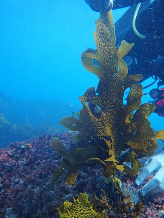Climate-driven losses in seaweed carbon sequestration outpace habitat restoration gains