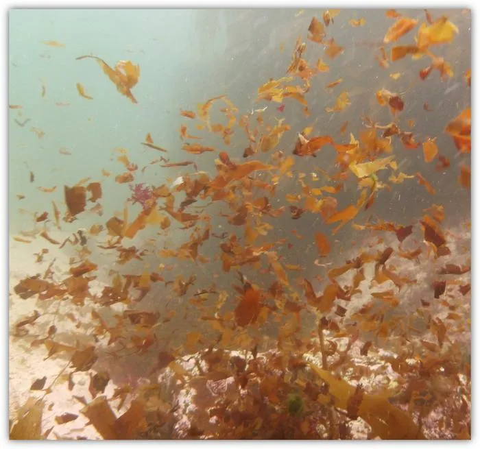 Climate-driven losses in seaweed carbon sequestration outpace habitat restoration gains