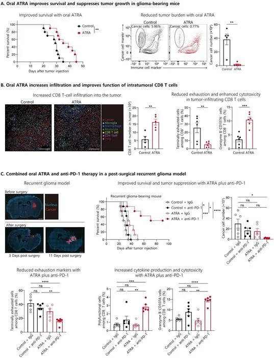 Vitamin A Metabolite Preserves T Cells’ Function as KAIST Points to a New Strategy for Treating Intractable Brain Tumors