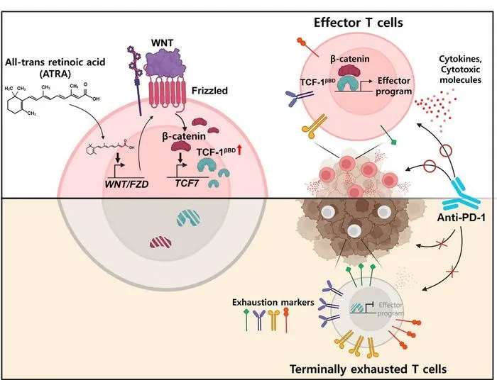 Vitamin A Metabolite Preserves T Cells’ Function as KAIST Points to a New Strategy for Treating Intractable Brain Tumors