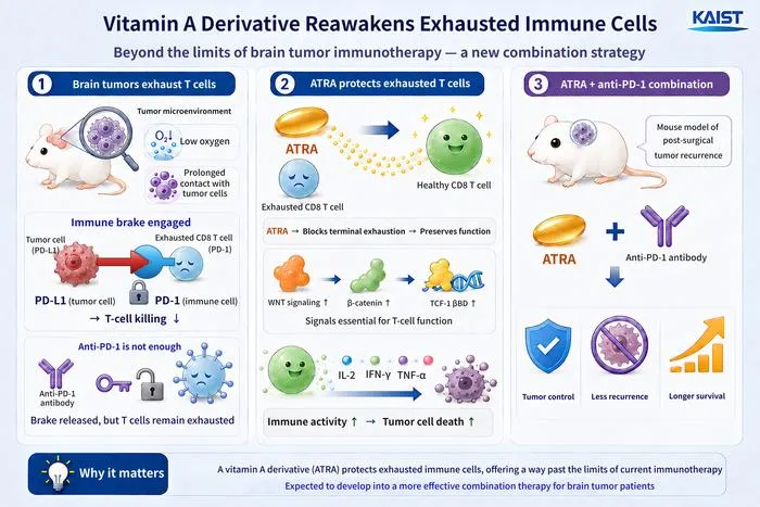 Vitamin A Metabolite Preserves T Cells’ Function as KAIST Points to a New Strategy for Treating Intractable Brain Tumors