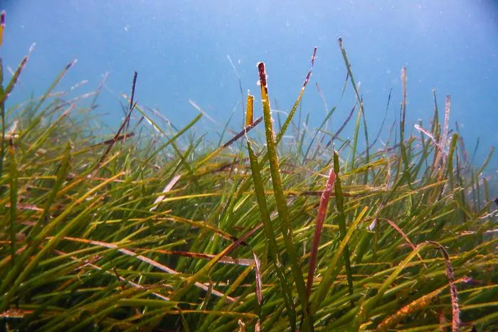 Underwater Seagrass