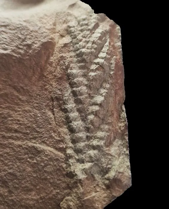One of the oldest known 3D animal fossils found in Norwegian sheep field