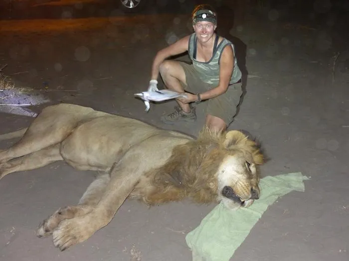 Dr Nancy Barker with an immobilized adult male lion from a pride in the Chobe-Linyanti floodplains