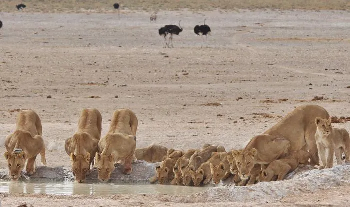 Lionesses and cubs at Etosha National Park
