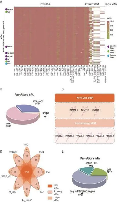 Overview of the pan-sRNome in P. aeruginosa strains.