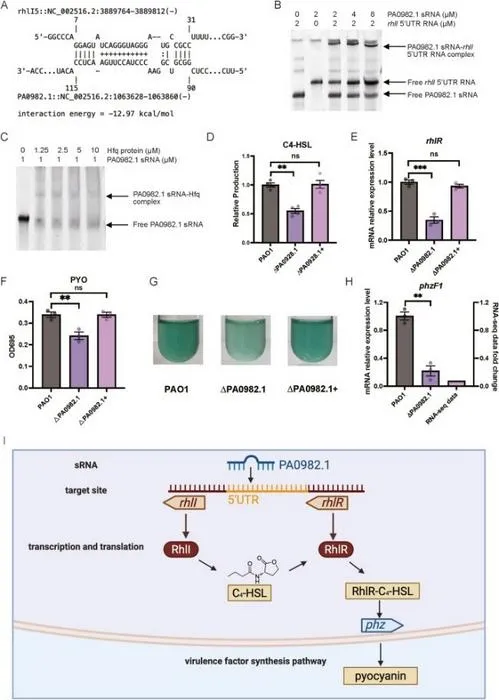 Molecular and functional validation of PA0982.1 regulation of the rhl QS system in P. aeruginosa.