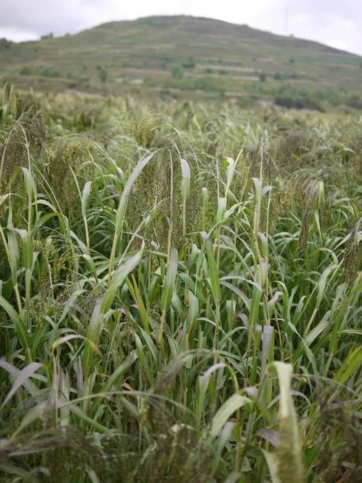The Broomcorn millet field at the birthplace of this crop domestication in Inner Mongolia