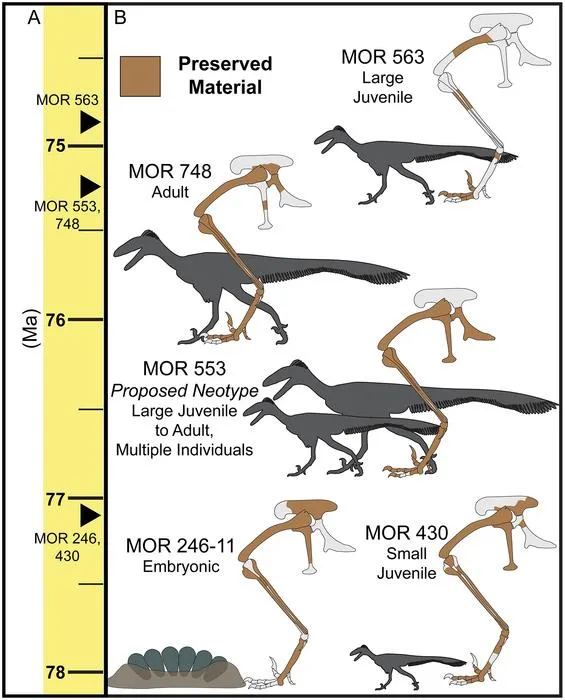 Pelvic and hindlimb osteology and ontogeny of a troodontid from the upper member of the Two Medicine Formation (Cretaceous) of Montana