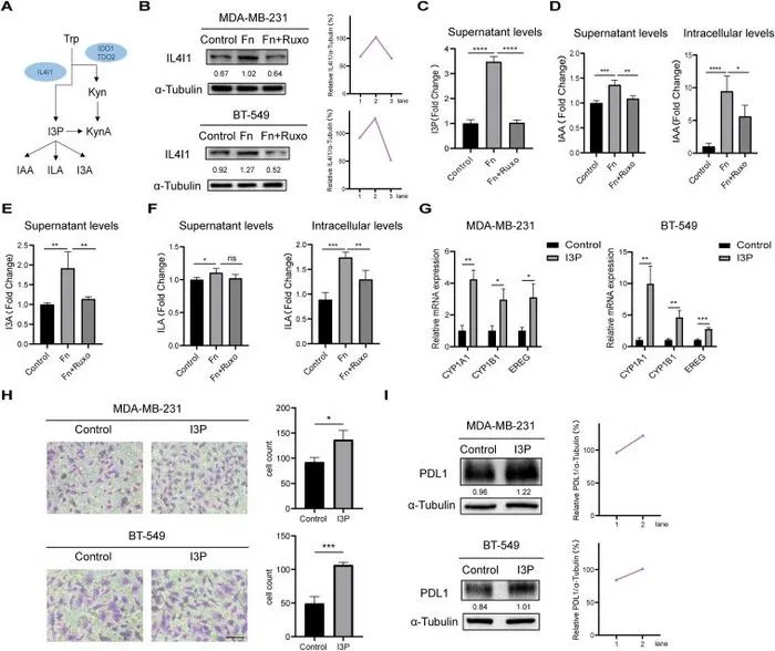 F. nucleatum activates tryptophan metabolism in triple-negative breast cancer (TNBC) cells and promotes cell invasion