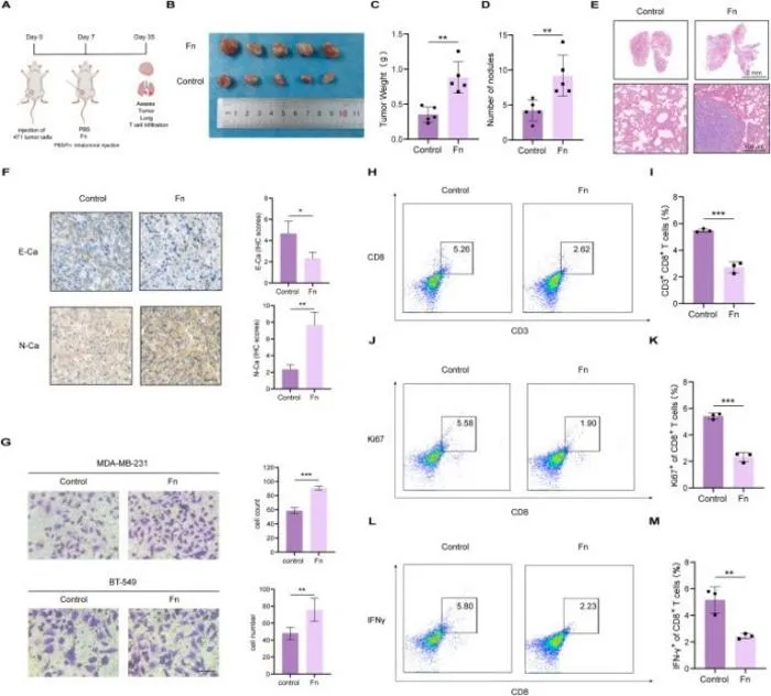 F. nucleatum promotes triple-negative breast cancer invasion and metastasis in vivo and in vitro
