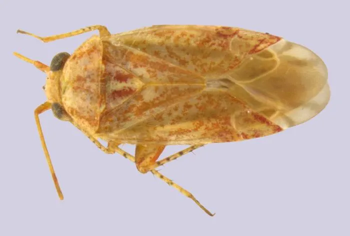 Swiftiephylus amator