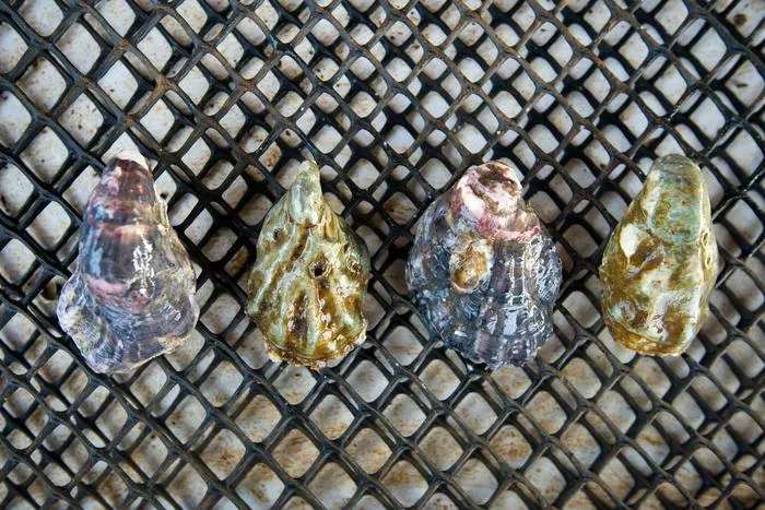 Oysters