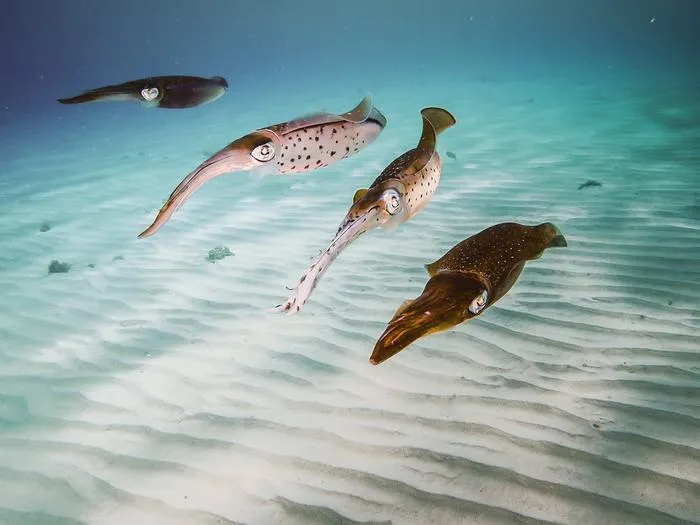 Squid