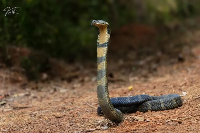 King cobra