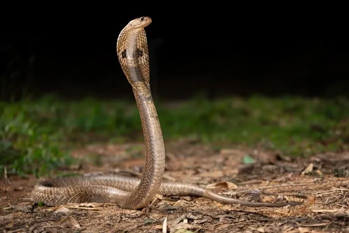 Spectacled cobra