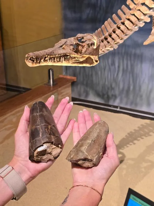 Photo of Wyoteuthis linsterorum holotype on left, paratype on right. © Courtesy of Jessica Lippincott