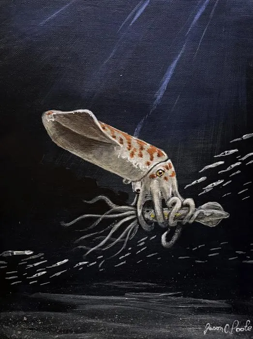 Illustration of Wyoteuthis linsterorum by Jason Poole © Courtesy of Jessica Lippincott