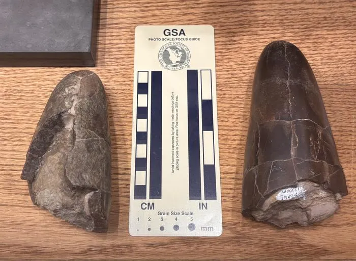 Wyoteuthis linsterorum paratype and holotype with scale bar. © Courtesy of Jessica Lippincott