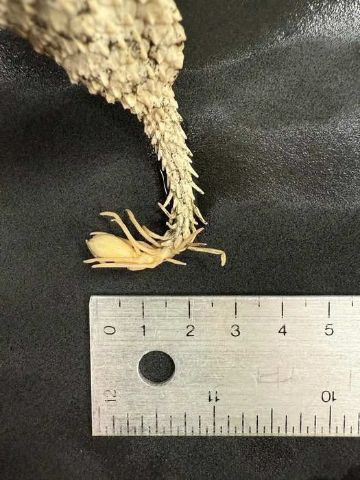 Specimen's tail