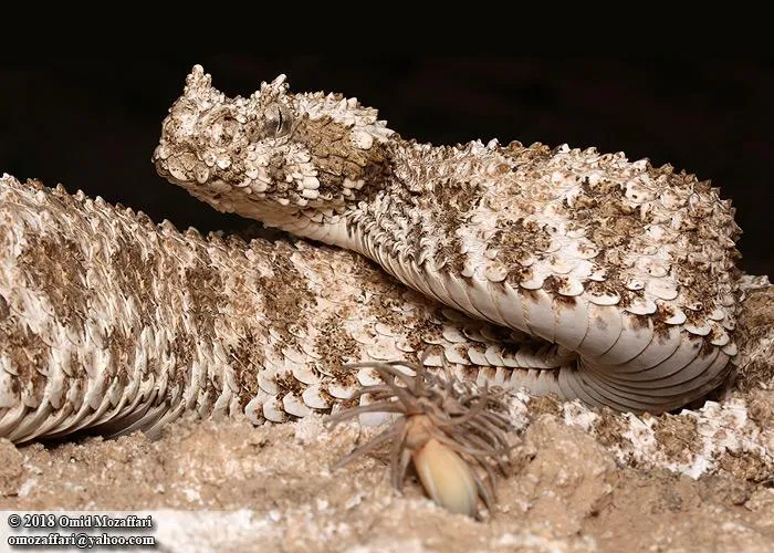 Spider-tailed horned viper