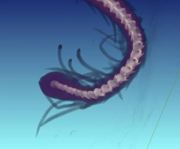 Tail