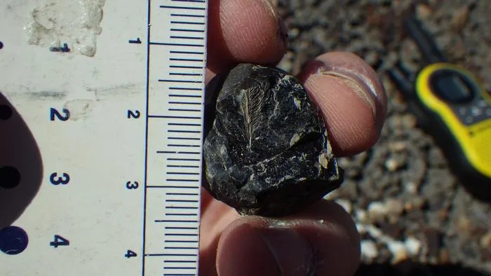 Coprolite