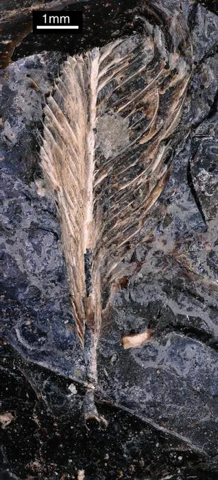 Fossil feather