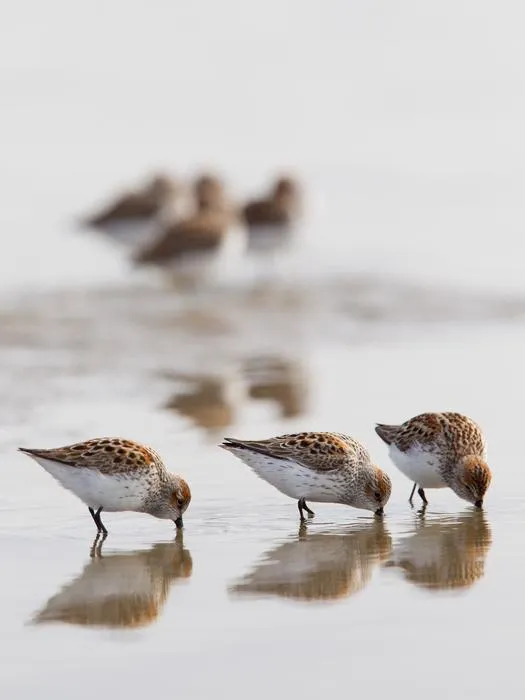 Western sandpipers feeding at Roberts Bank during migration