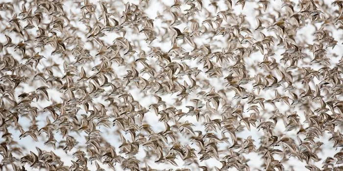 Western Sandpipers in flight over Roberts Bank