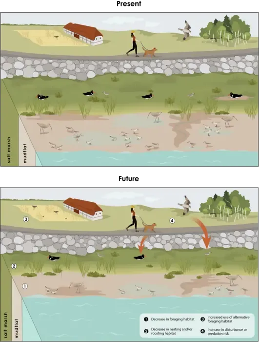 Possible future impacts of sea-level rise on shorebird habitat
